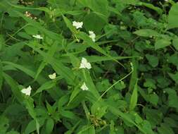 Image of Ozark spiderwort