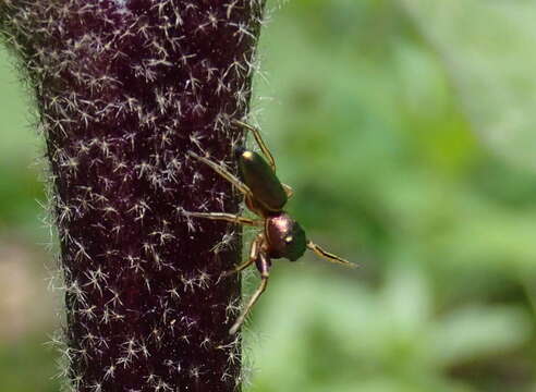 Tutelina elegans (Hentz 1846) resmi