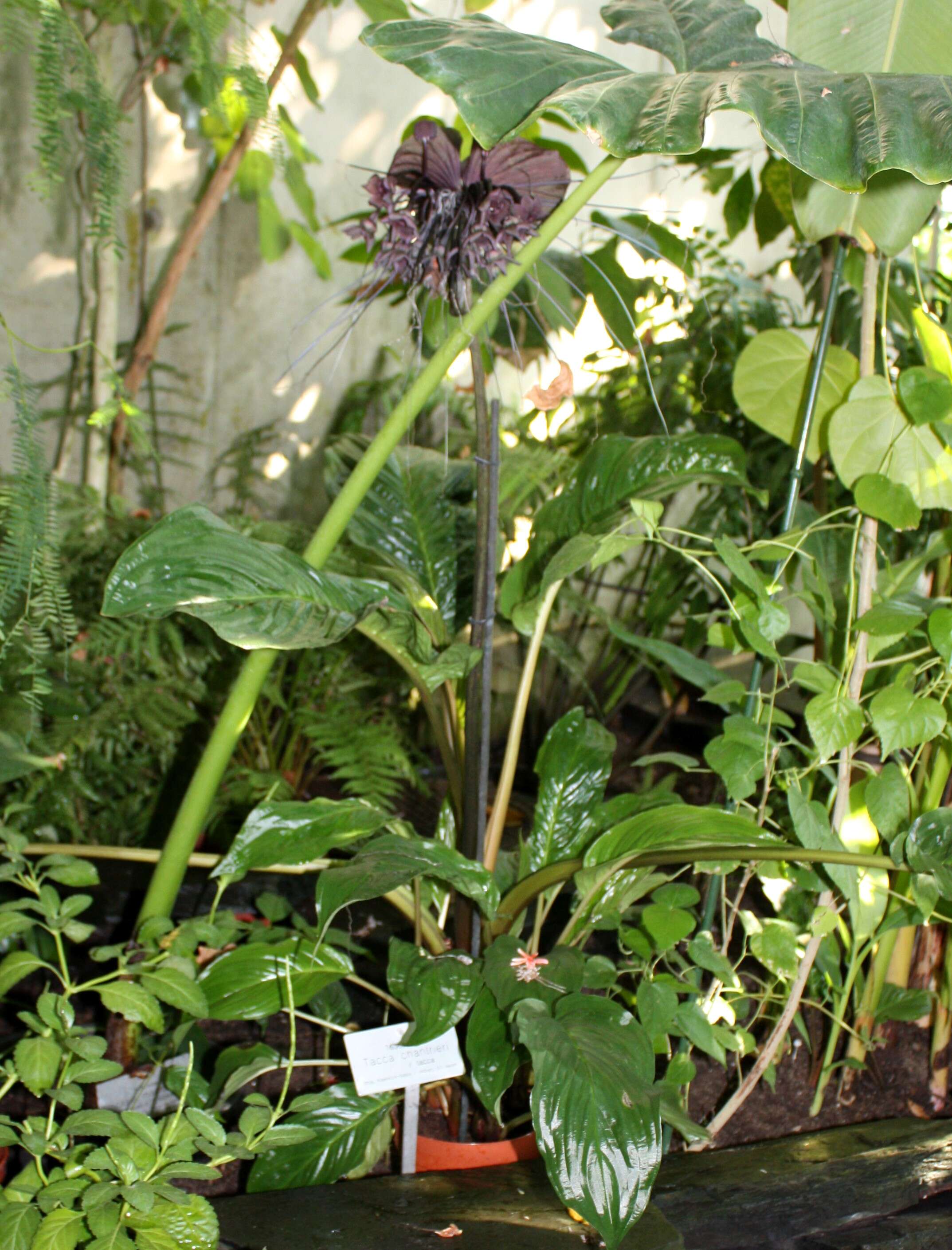 Image of black bat flower