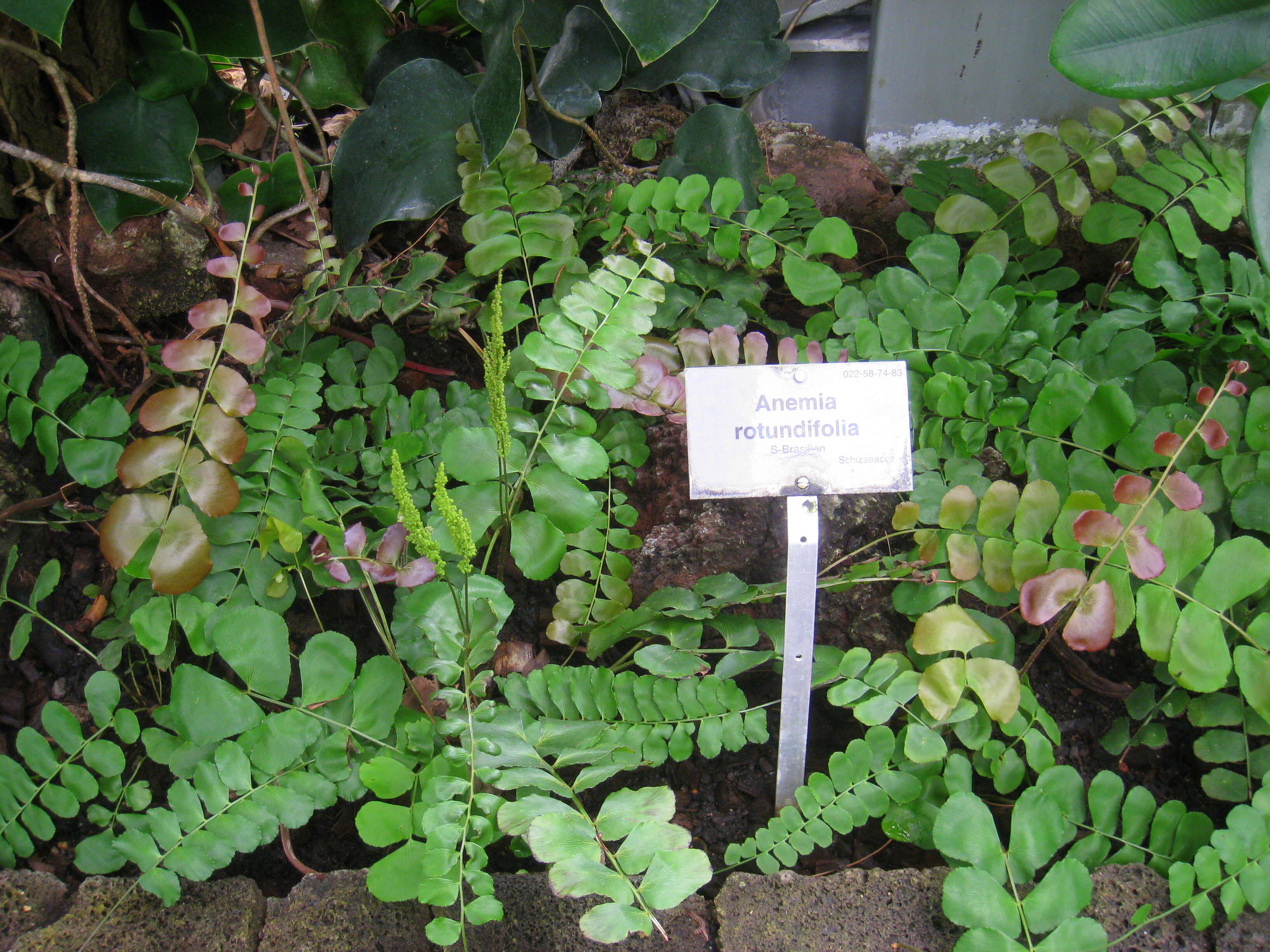 Image of Anemia rotundifolia Schrad.