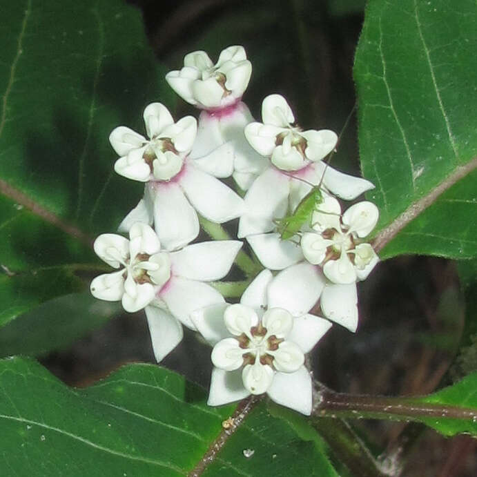 Image of redring milkweed