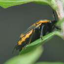 Image of Oplomus (Polypoecilus) dichrous (Herrich-Schaeffer 1838)