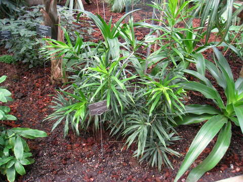 Image of Dracaena reflexa Lam.