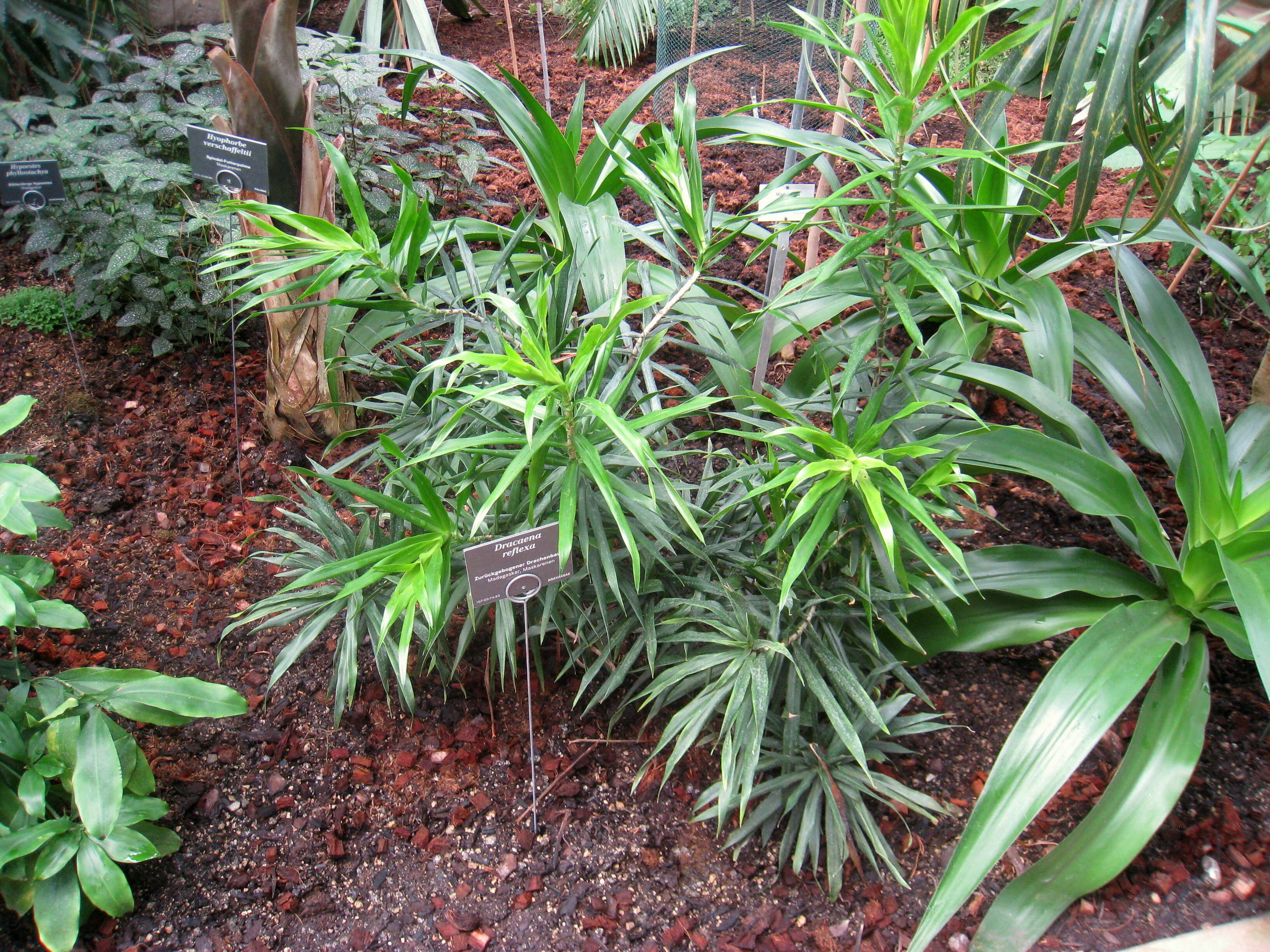 Image of Dracaena reflexa Lam.