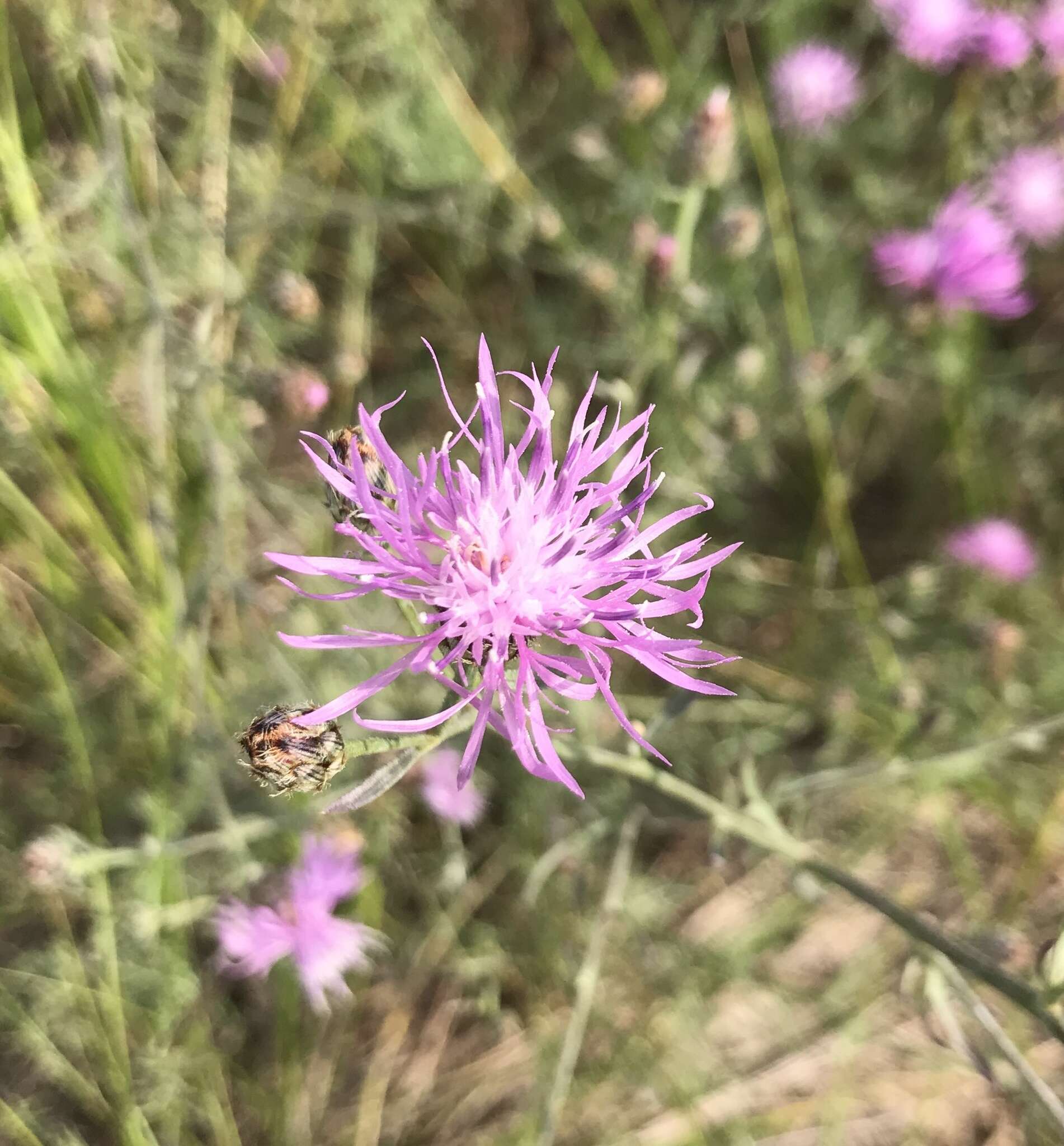 Image of spotted knapweed