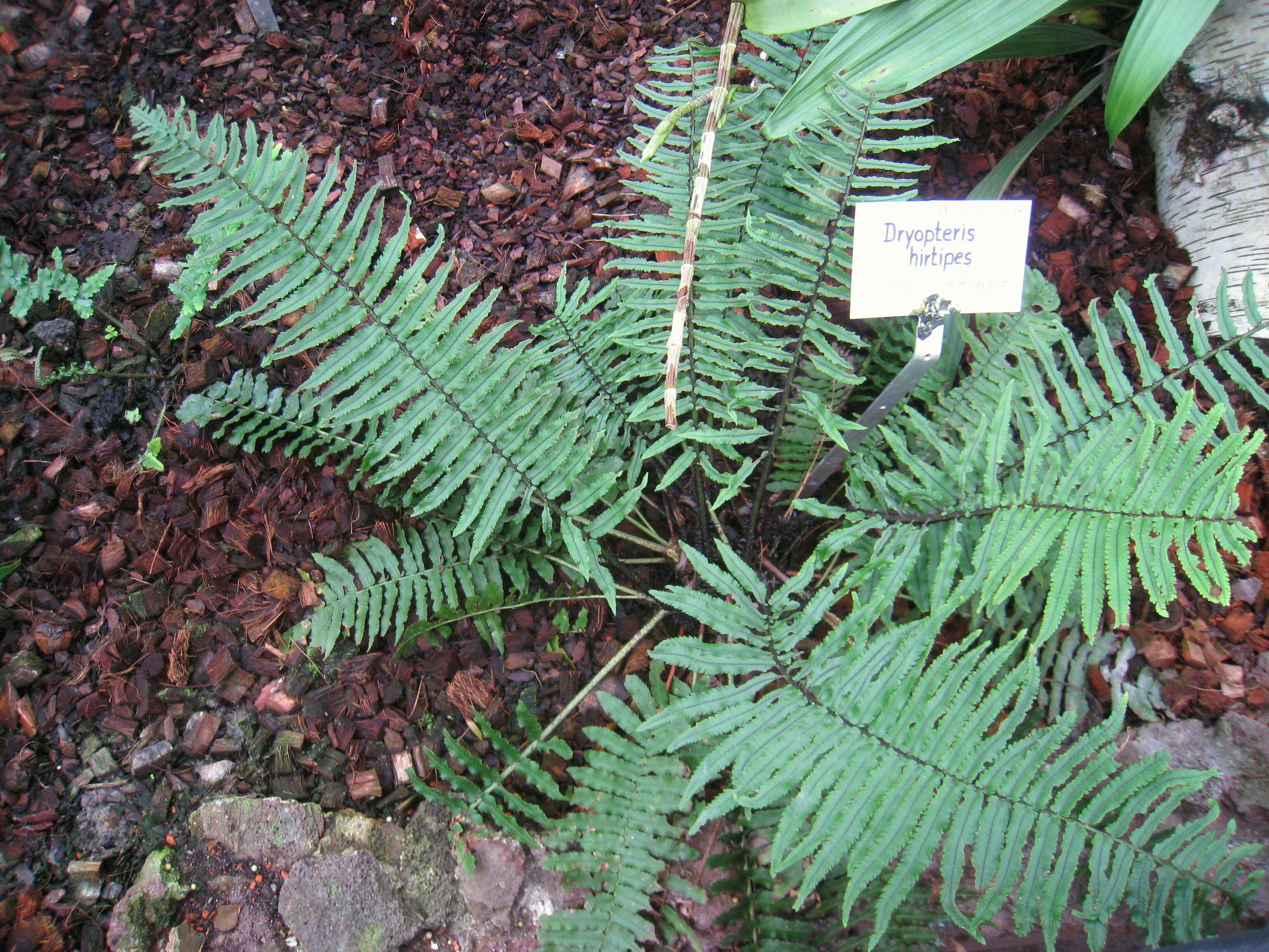 Image of Dryopteris hirtipes (Bl.) O. Kuntze