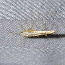 Image of kowhai seed moth