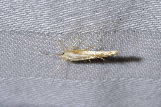 Image of kowhai seed moth