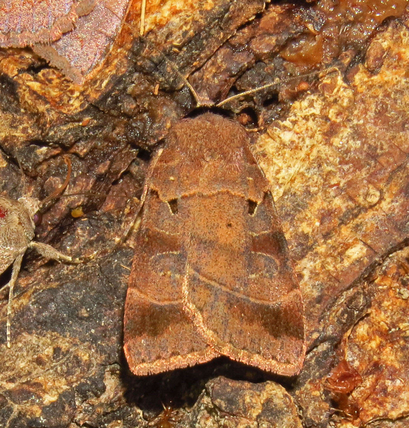 Image of Pale-banded Dart