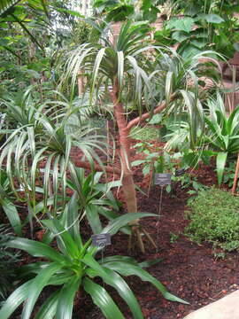 Image of Pandanus montanus Bory