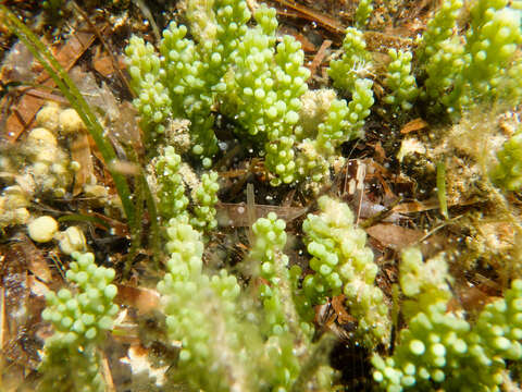 Sivun Caulerpa cylindracea kuva