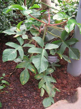 Image of philodendron