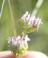 Plancia ëd Plectritis ciliosa subsp. ciliosa