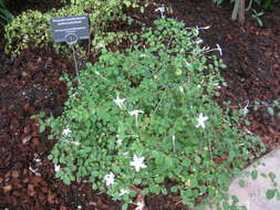 Pseuderanthemum repandum subsp. tuberculatum (Hook. fil.) H. Heine resmi