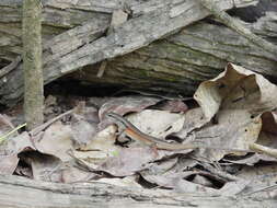 Image of Closed-litter Rainbow-skink