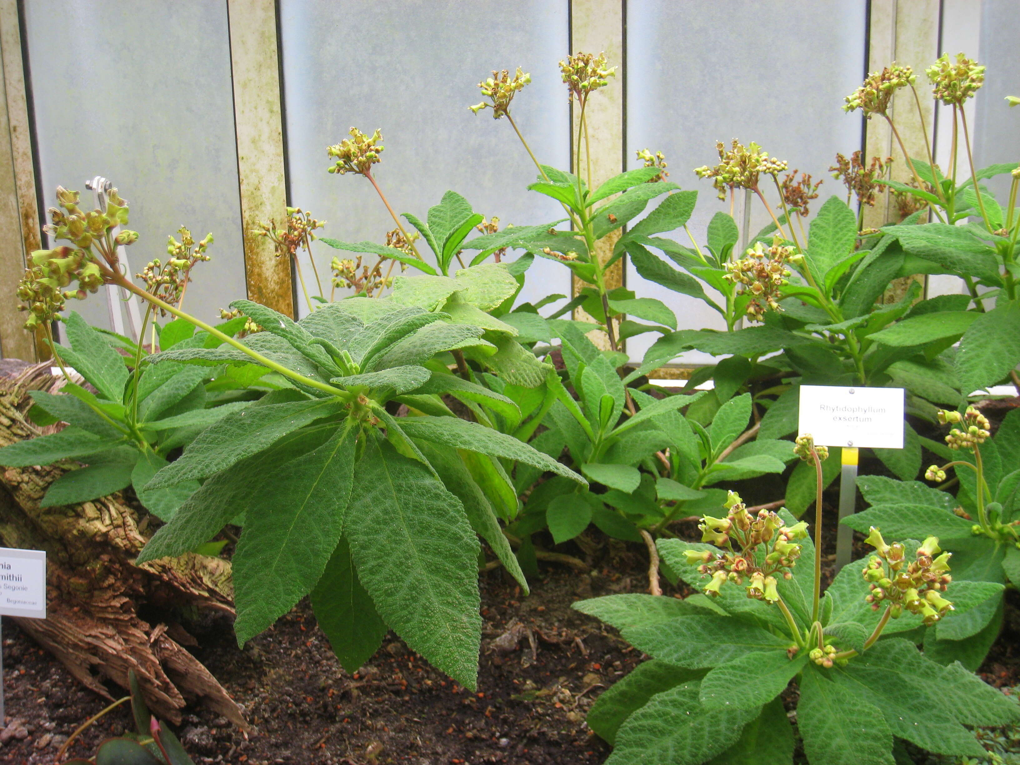 Imagem de Rhytidophyllum exsertum Griseb.