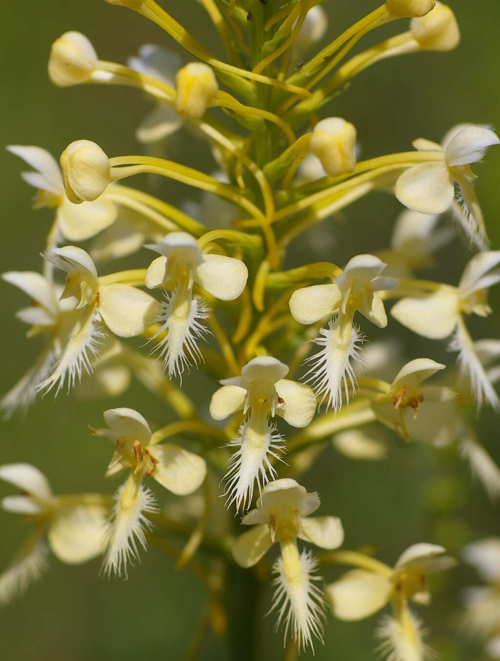 Image of fringed orchid