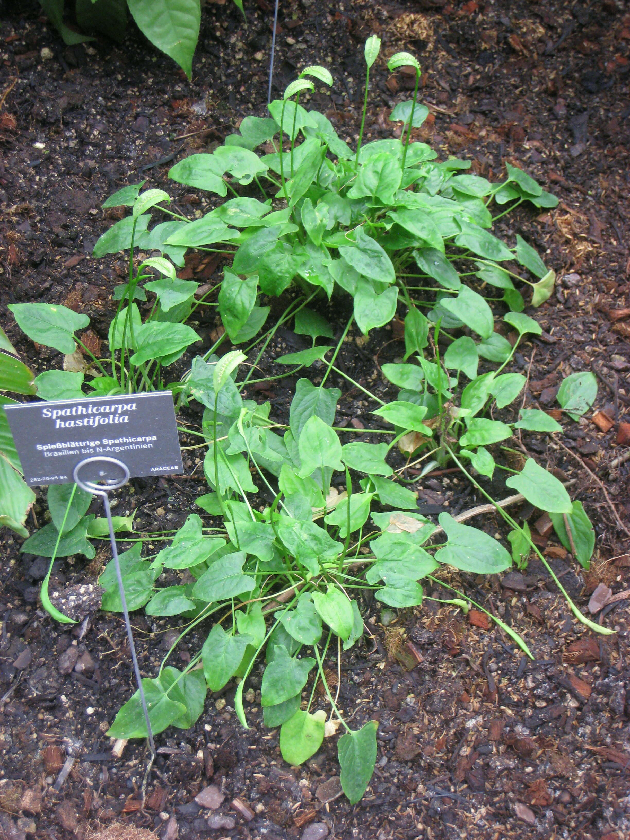 Image of Spathicarpa