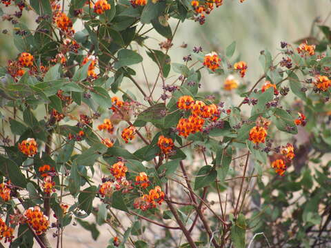 Image of Daviesia cordata Sm.