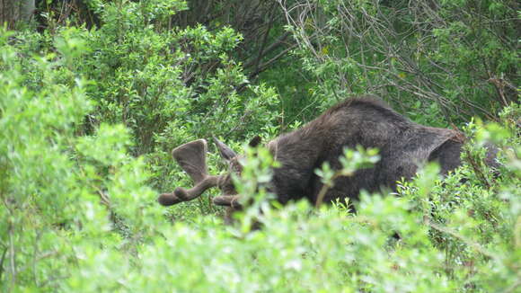 Слика од Alces alces shirasi Nelson 1914