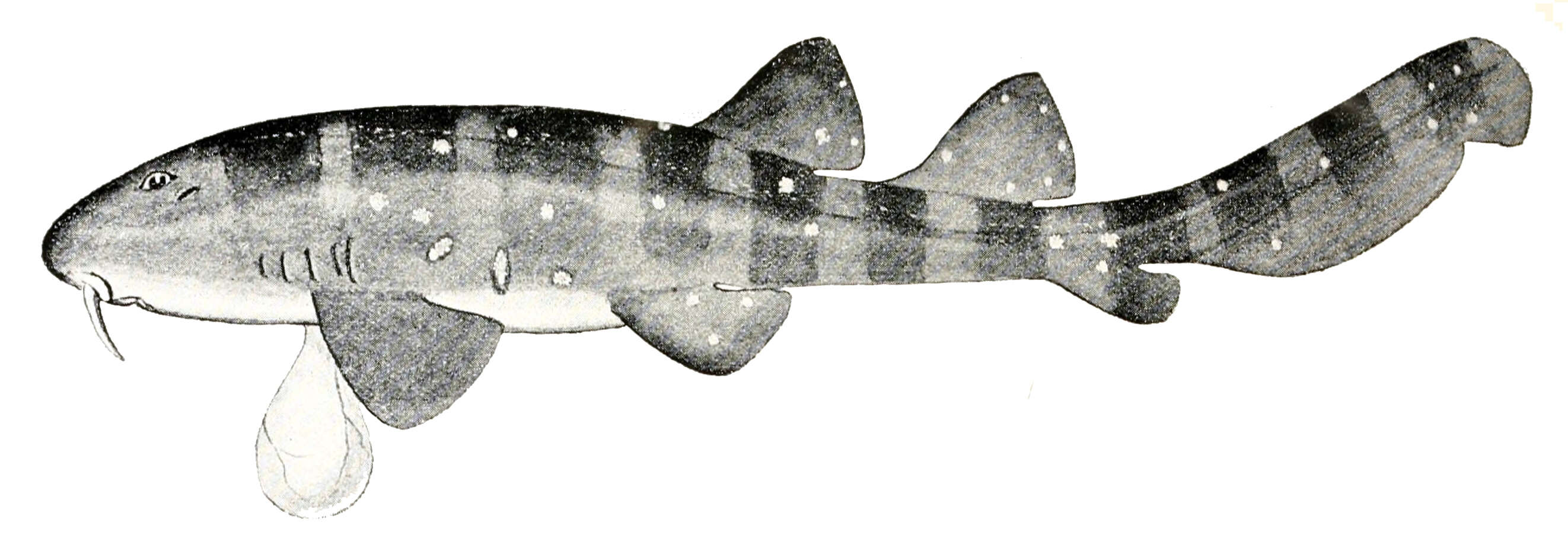 Image of blind sharks