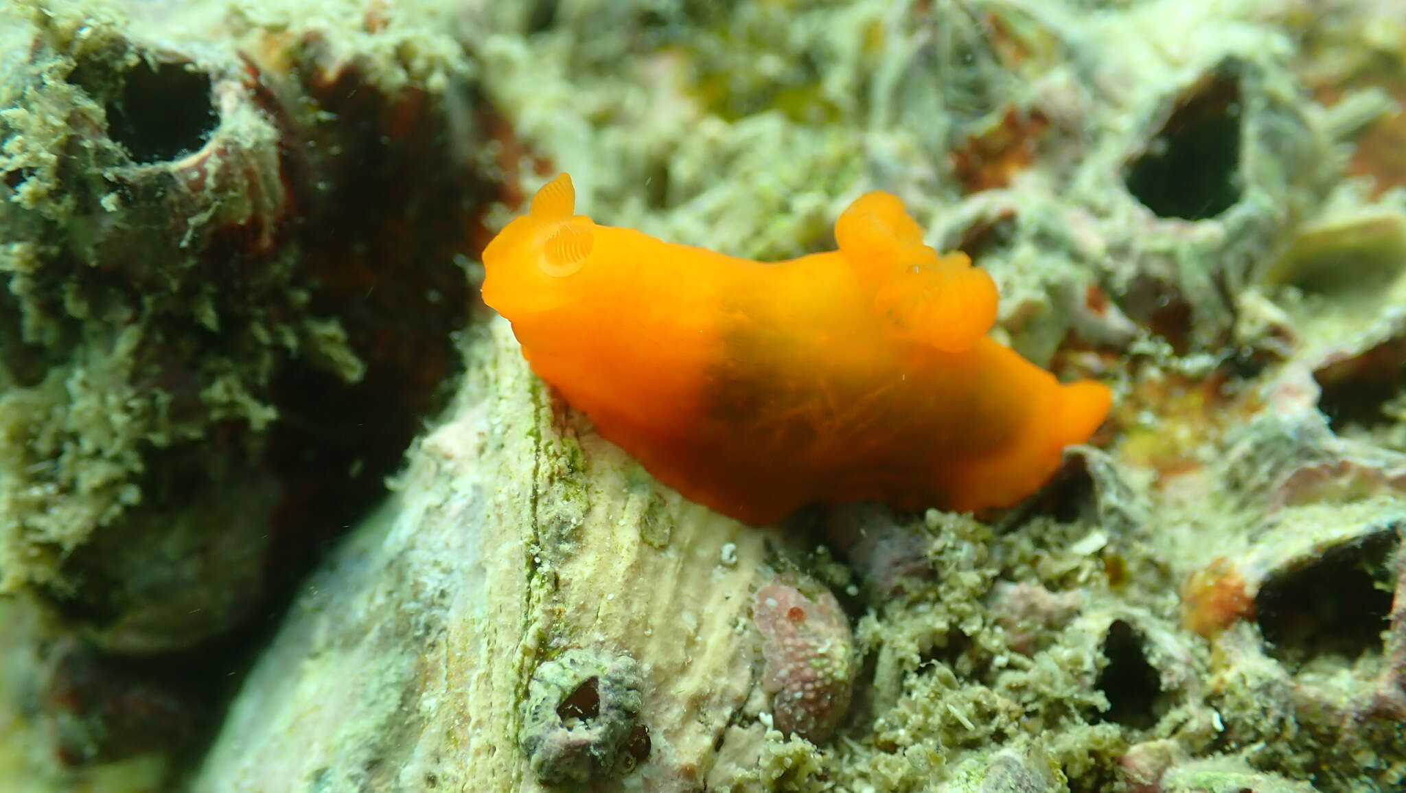 Image of Gymnodoris inornata (Bergh 1880)