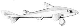 Plancia ëd Squalus megalops (Macleay 1881)