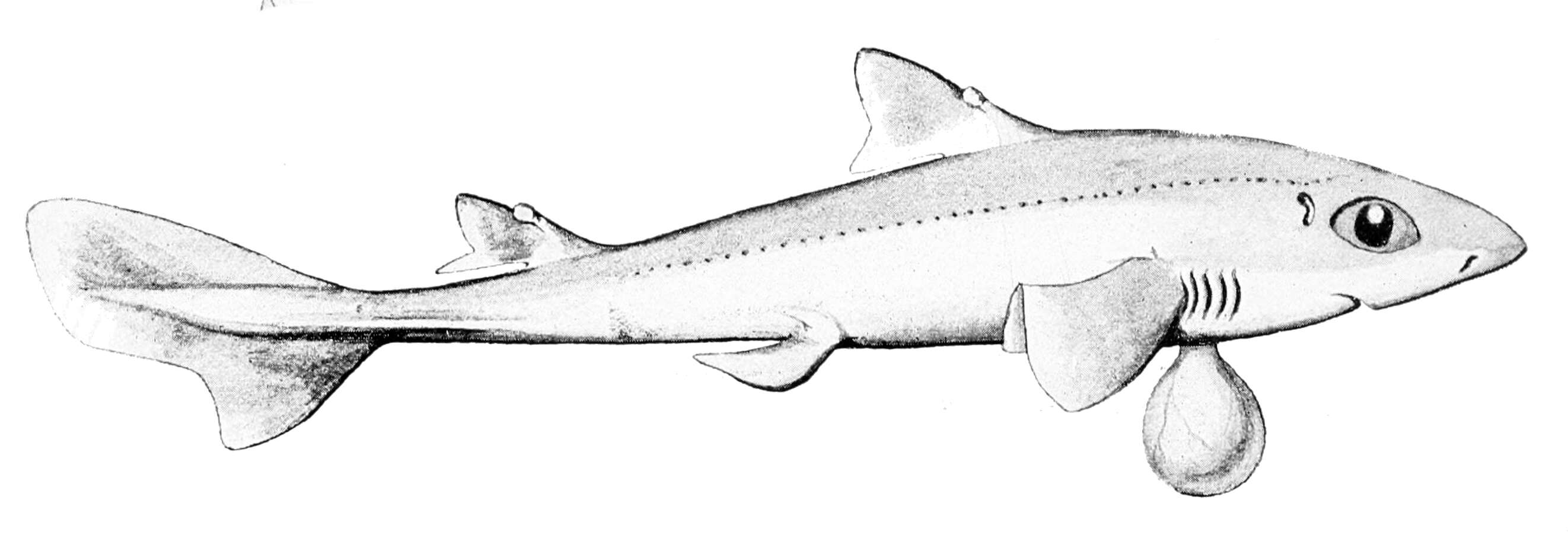 Plancia ëd Squalus megalops (Macleay 1881)