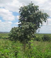 Image of Golden bean tree