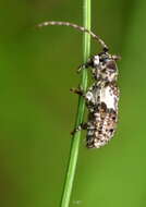 Image of Pogonocherus fasciculatus (Degeer 1775)