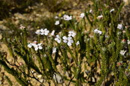 Image of Adenandra obtusata Sond.