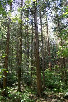 Image of Sawara Cypress