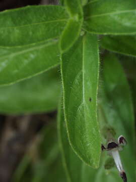 Слика од Andrographis echioides (L.) Nees