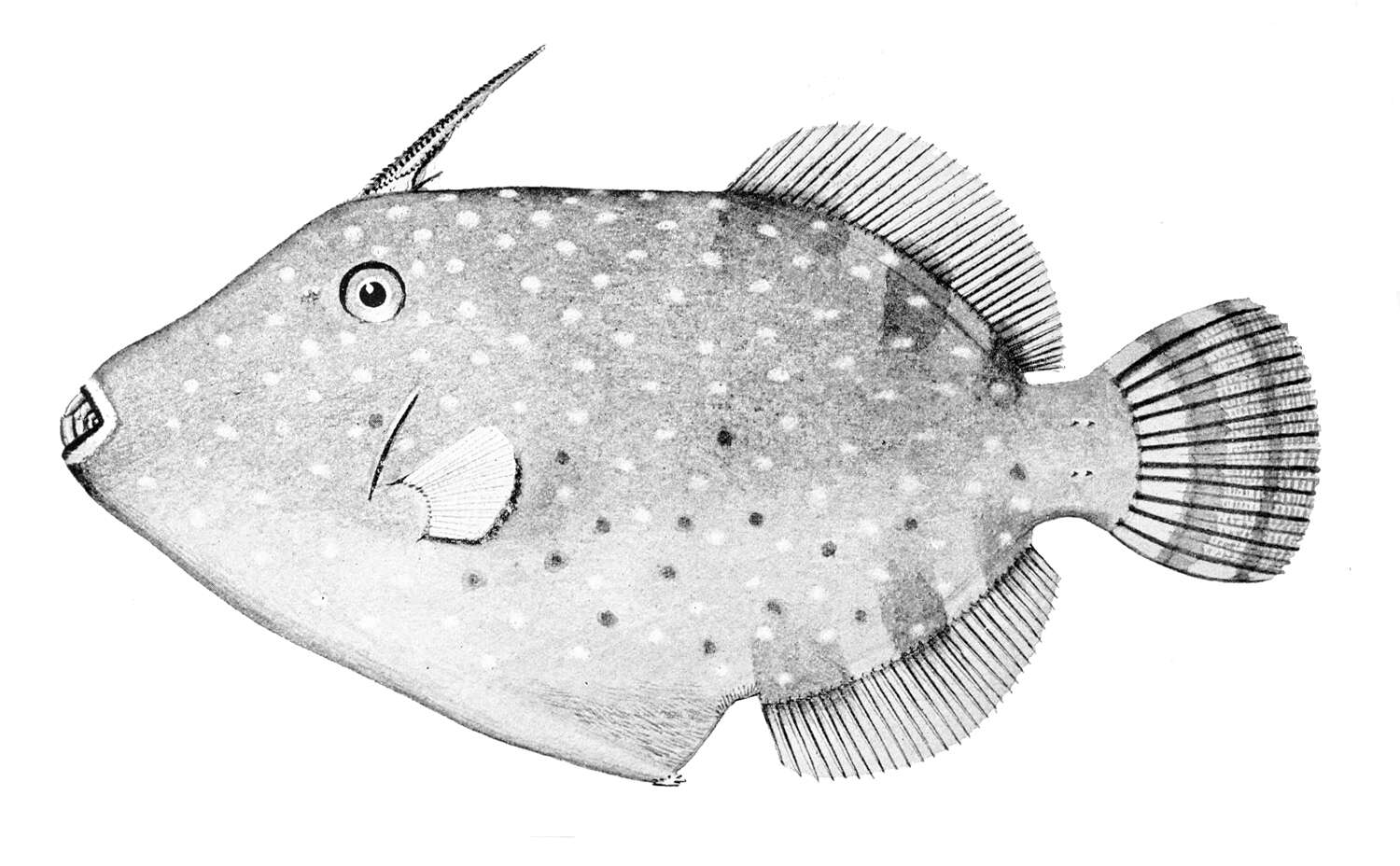 Image of Barred Filefish