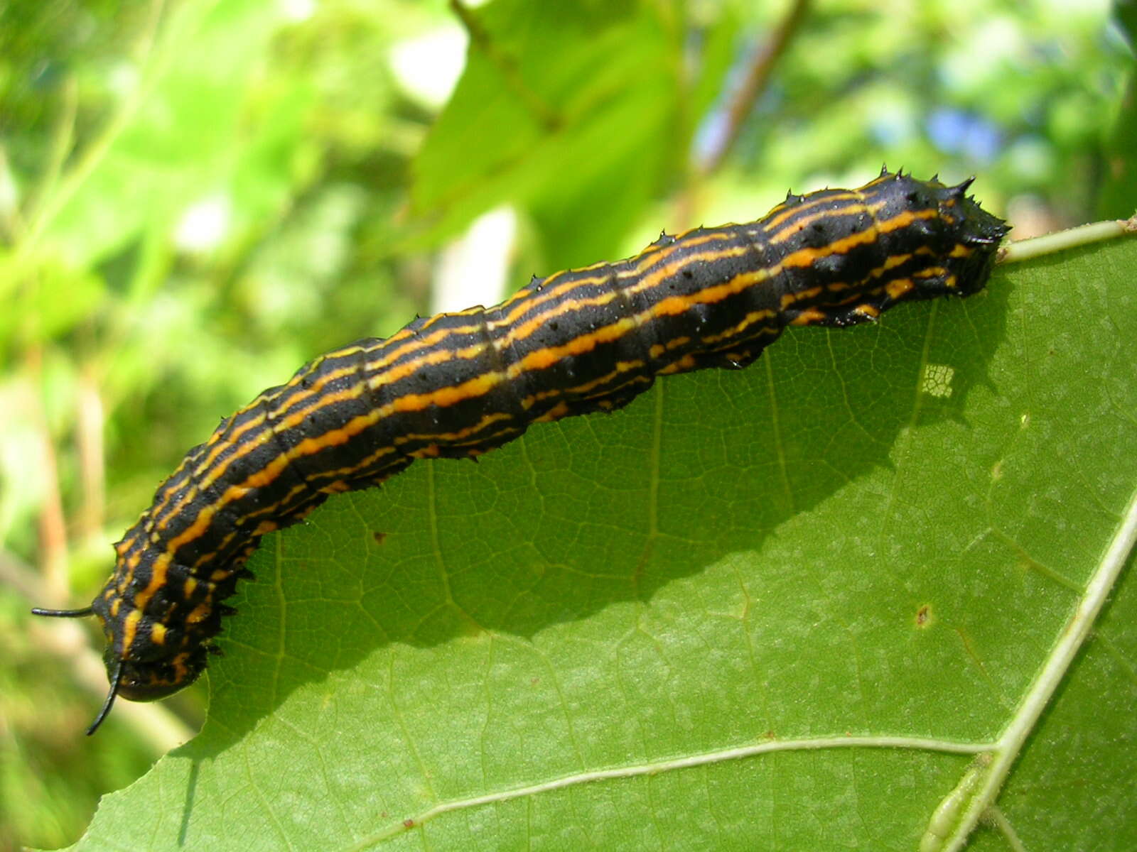 Image of Orange-tipped oakworm moth