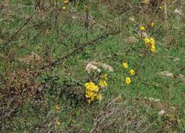 Image of Jacobaea erucifolia subsp. erucifolia