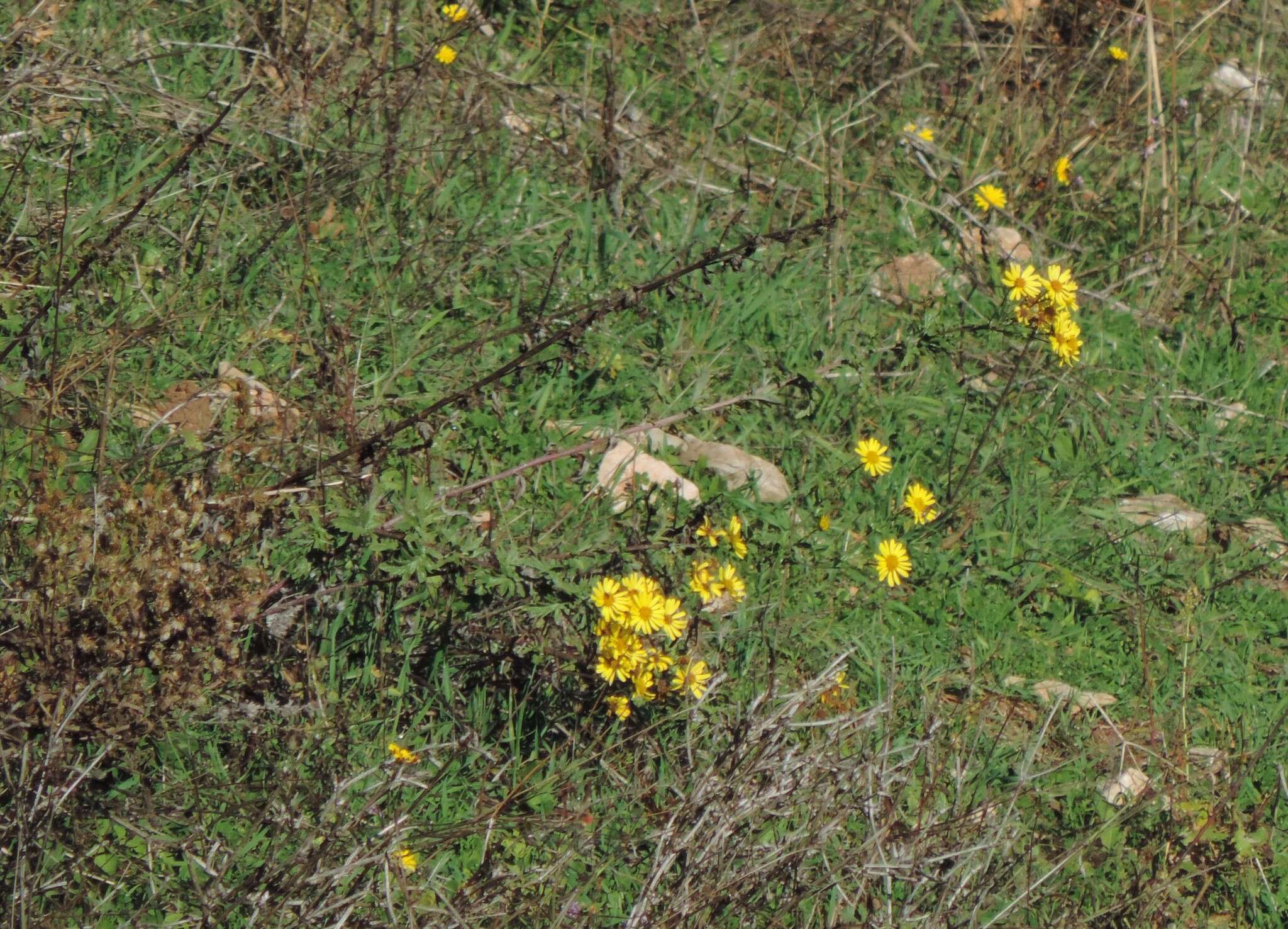 Plancia ëd Jacobaea erucifolia subsp. erucifolia