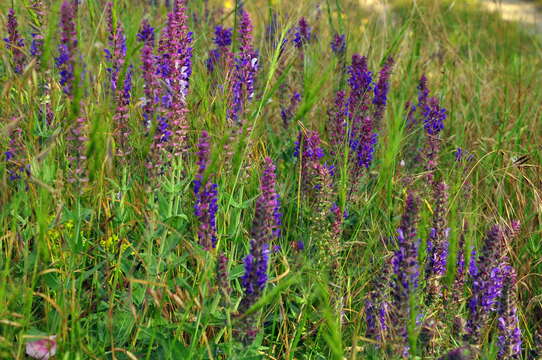 Salvia nemorosa subsp. pseudosylvestris (Stapf) Bornm. resmi