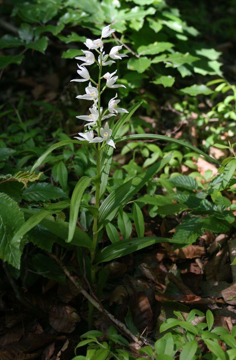 Image of Sword-leaved helleborine