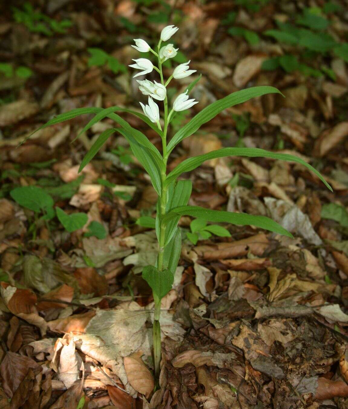 Image of Sword-leaved helleborine