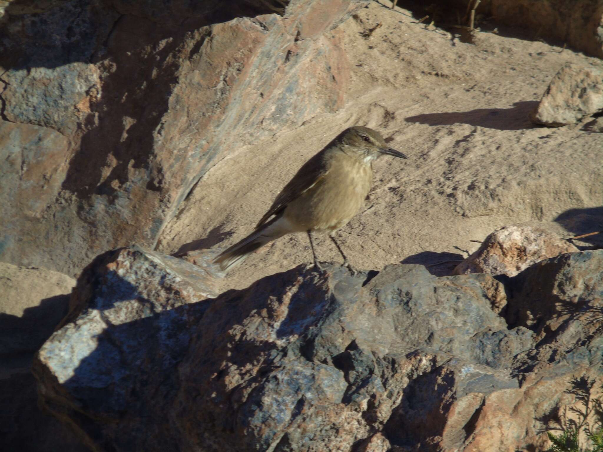 Image of Black-billed Shrike-Tyrant