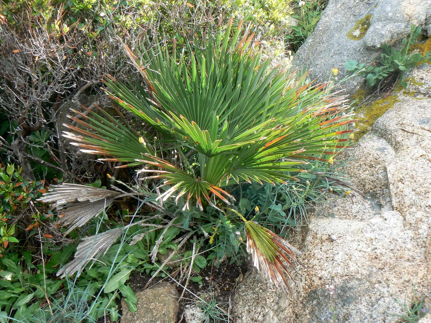 Image of fan palm