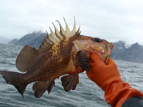 Image of Quillback rockfish