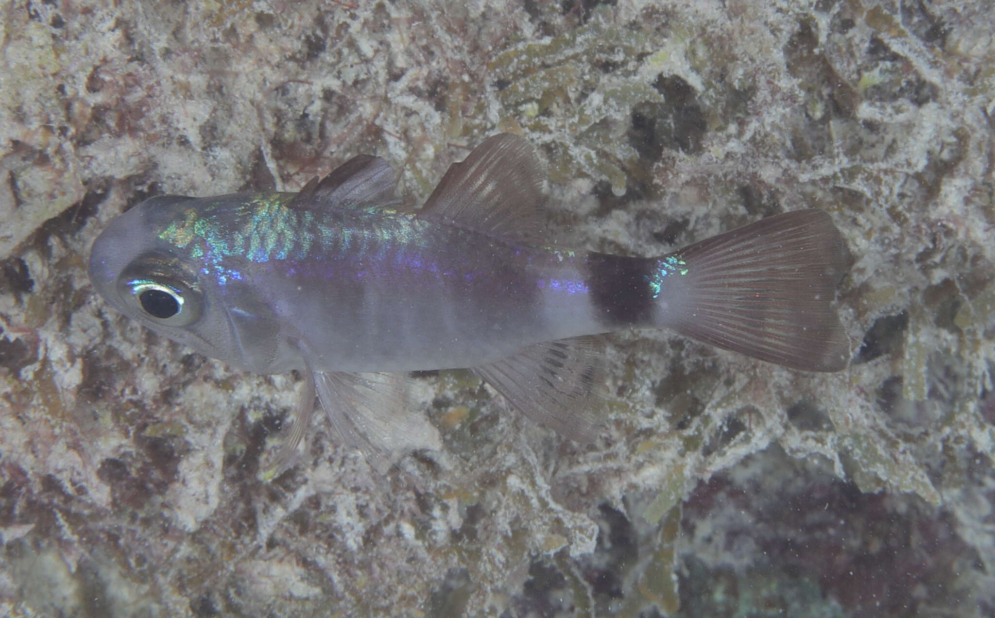 Image of Banda cardinalfish