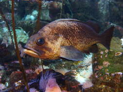 Image of Quillback rockfish
