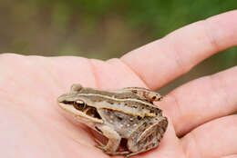 Sivun Lithobates sylvaticus (Le Conte 1825) kuva