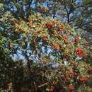 Sivun Crataegus meyeri Pojark. kuva