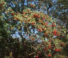 Image de Crataegus meyeri Pojark.