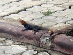 Image of Common agama