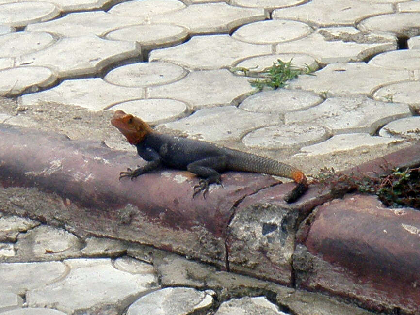 Image of Common agama